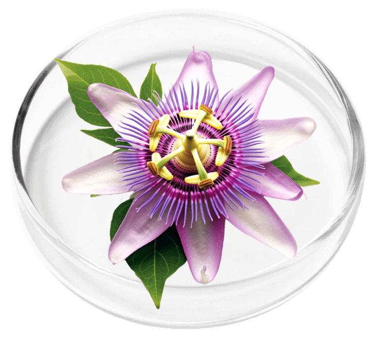 Passion Flower